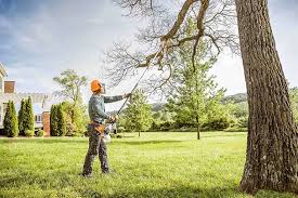 Professional Tree Removal and Landscaping Services in North Lakeport, CA